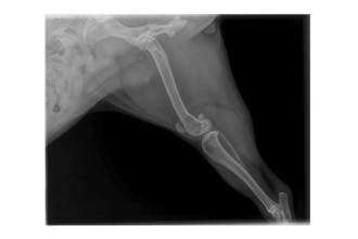 X-ray of French Bulldog dog leg showing osteosarcoma. Bone cancer diagnosis in canine limb