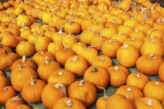 Classic Halloween pumpkins, at a farm market, in autumn