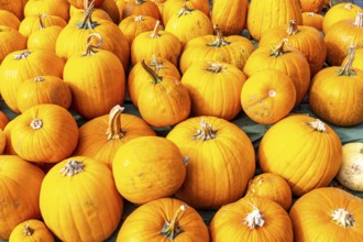 Classic Halloween pumpkins, at a farm market, in autumn