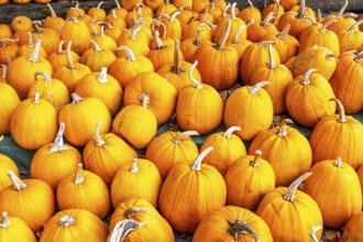 Classic Halloween pumpkins, at a farm market, in autumn