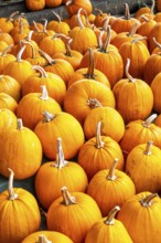 Classic Halloween pumpkins, at a farm market, in autumn