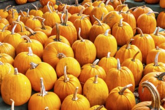 Classic Halloween pumpkins, at a farm market, in autumn