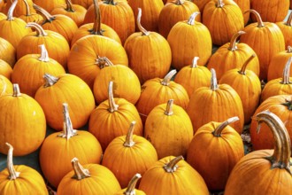 Classic Halloween pumpkins, at a farm market, in autumn