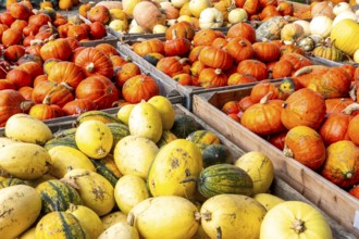Various pumpkins, at a farm market, in autumn