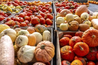 Various pumpkins, at a farm market, in autumn