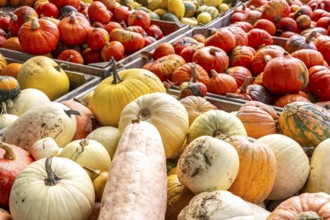 Various pumpkins, at a farm market, in autumn
