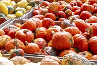 Various pumpkins, at a farm market, in autumn