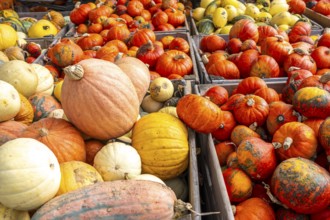 Various pumpkins, at a farm market, in autumn