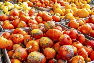 Various pumpkins, at a farm market, in autumn