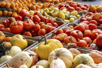 Various pumpkins, at a farm market, in autumn