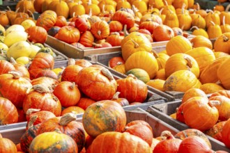Various pumpkins, at a farm market, in autumn