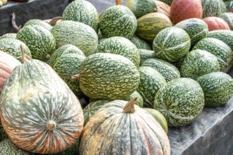 Fig leaf pumpkin, Curcurbitaficifolia, pumpkins, at a farm market, in autumn