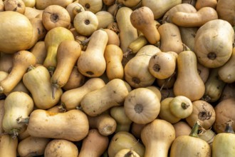 Butternut squash, at a farm market, in autumn