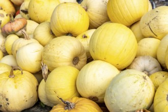 Pumpkins, at a farm market, in autumn