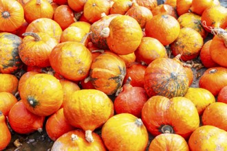 Hokkaido pumpkins, at a farm market, in autumn