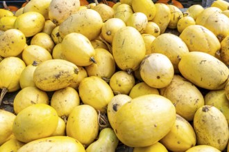 Spaghetti pumpkins, at a farmers' market, in autumn