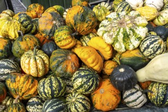 Ornamental pumpkins, at a farm market, in autumn