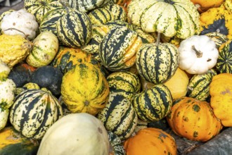 Ornamental pumpkins, at a farm market, in autumn