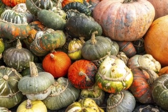 Ornamental pumpkins, at a farm market, in autumn