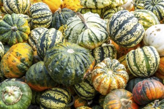 Ornamental pumpkins, at a farm market, in autumn