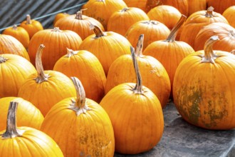 Classic Halloween pumpkins, at a farm market, in autumn