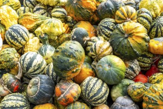 Ornamental pumpkins, at a farm market, in autumn