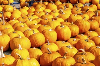 Classic Halloween pumpkins, at a farm market, in autumn