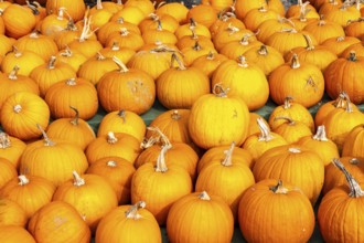 Classic Halloween pumpkins, at a farm market, in autumn