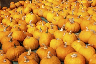 Classic Halloween pumpkins, at a farm market, in autumn