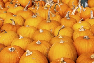 Classic Halloween pumpkins, at a farm market, in autumn