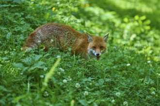 A fox crouches in a green thicket and looks ahead, red fox (Vulpes vulpes), Schleswig-Holstein,