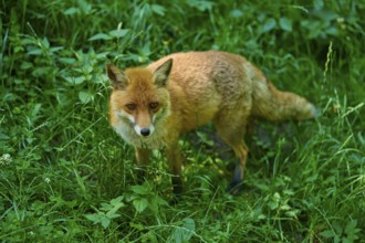 A fox standing in the green forest grass, surrounded by dense vegetation, red fox (Vulpes vulpes),