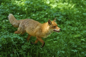 A fox runs through the green landscape of the forest, red fox (Vulpes vulpes), Schleswig-Holstein,