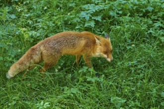 A fox moves cautiously across a lush green meadow, red fox (Vulpes vulpes), Schleswig-Holstein,