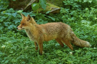 A focussed fox attentively observing its surroundings in the forest, red fox (Vulpes vulpes),