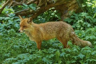 A fox standing in the shade of a large tree in the forest, red fox (Vulpes vulpes),