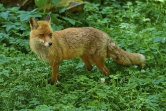 An attentive fox observes the surroundings in the green forest, red fox (Vulpes vulpes),