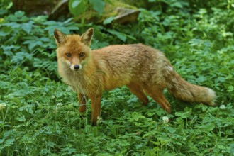 A fox stands in the green grass and looks curiously, red fox (Vulpes vulpes), Schleswig-Holstein,