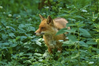 A fox stands in a green forest surrounded by flowers and leaves, red fox (Vulpes vulpes),