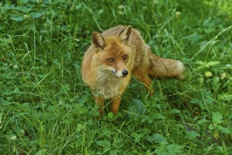 A fox standing in the tall grass of a green forest environment, red fox (Vulpes vulpes),