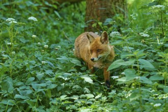 A fox moves through the dense forest vegetation, red fox (Vulpes vulpes), Schleswig-Holstein,
