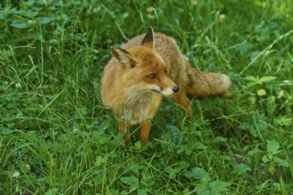 An alert fox in the tall grass of a wooded area, red fox (Vulpes vulpes), Schleswig-Holstein,