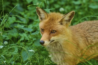 Close-up of a fox surrounded by green grass and plants, red fox (Vulpes vulpes),