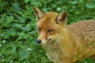 Close-up of a fox head surrounded by green grass, red fox (Vulpes vulpes), Schleswig-Holstein,