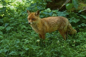 A fox stands attentively in a dense forest, red fox (Vulpes vulpes), Schleswig-Holstein, Germany