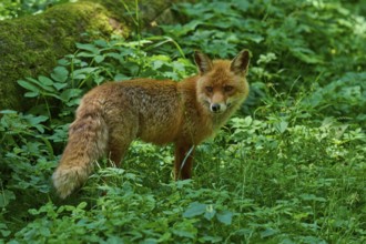 A fox stands in the green of the forest, surrounded by lush vegetation, red fox (Vulpes vulpes),