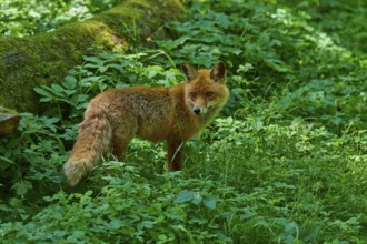 A fox in a lush green forest next to a fallen tree trunk, red fox (Vulpes vulpes),