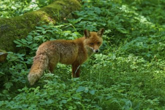 A fox looking over its shoulder in a green section of forest, red fox (Vulpes vulpes),