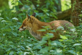 A fox raises its head in the green vegetation and looks curiously, red fox (Vulpes vulpes),