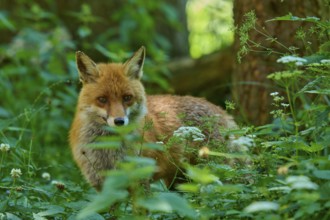 A fox peers out of the dense greenery, surrounded by plants, red fox (Vulpes vulpes),